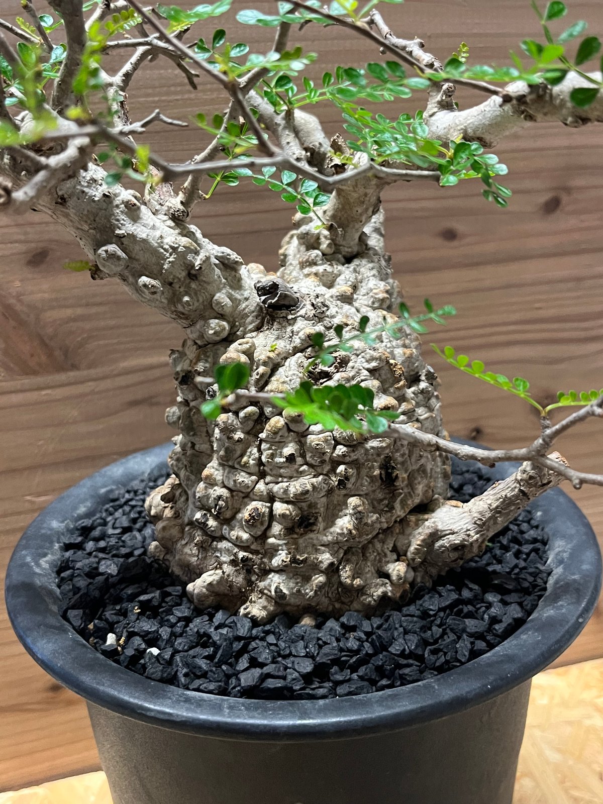 オペルクリカリア パキプス 現地発根済み | GREEN LUCK