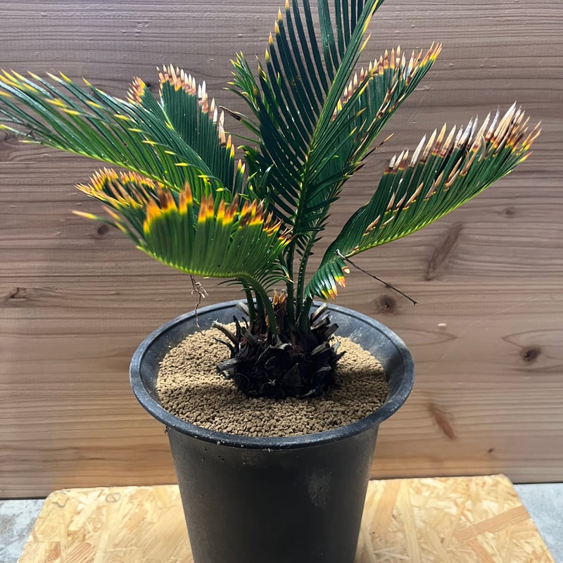 金環ソテツ 2.5号ポットつき 2株セット❗ い 金環ソテツ 2.5号ポット