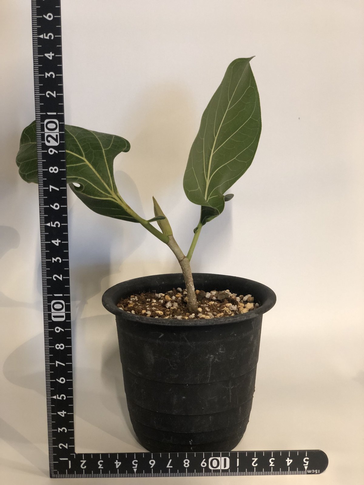 フィカス クリシュナボダイジュ | GREEN LUCK