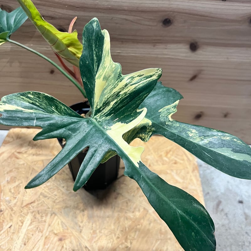 フィロデンドロン 'キティナ' （フロリダビューティー×マヨイ