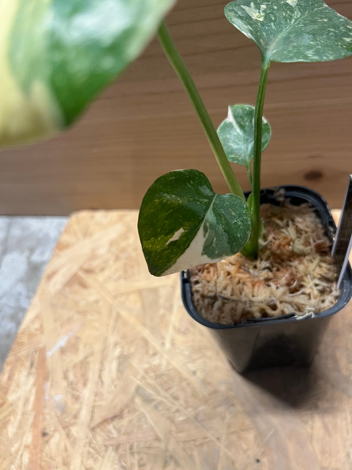 斑入りモンステラ デリシオーサ クリームブリュレ | GREEN LUCK