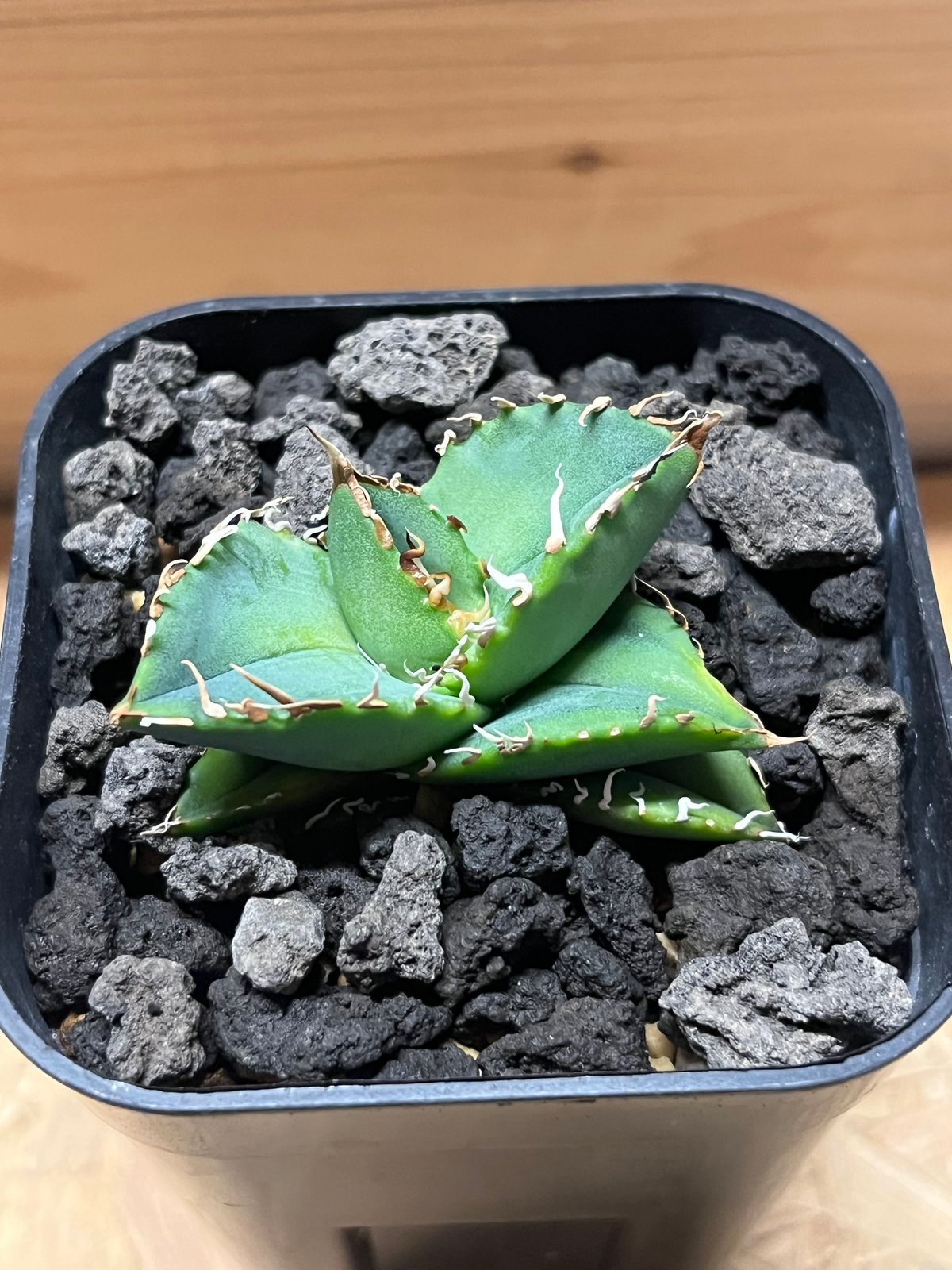 アガベ チタノタ オアハカ | GREEN LUCK