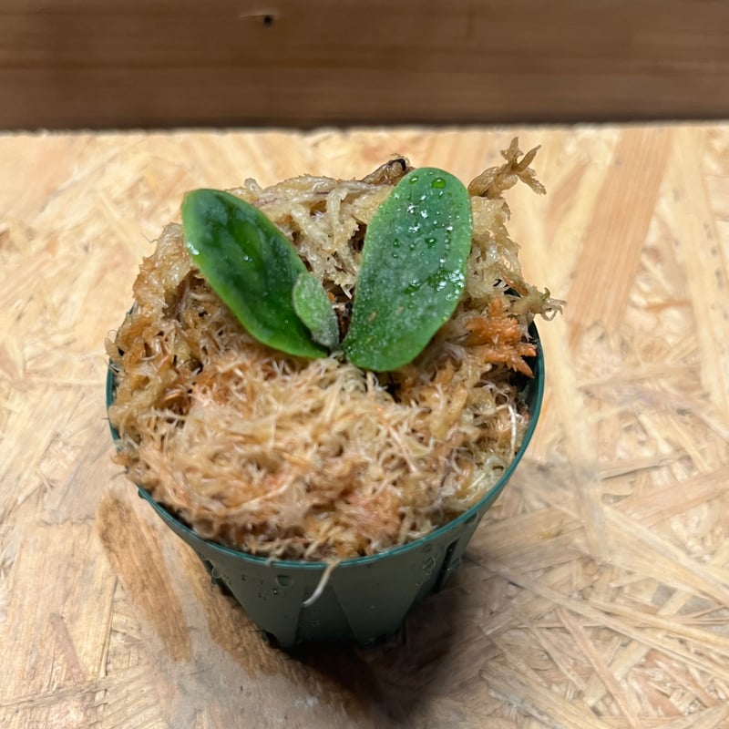 ビカクシダ フィッシュボーン | GREEN LUCK