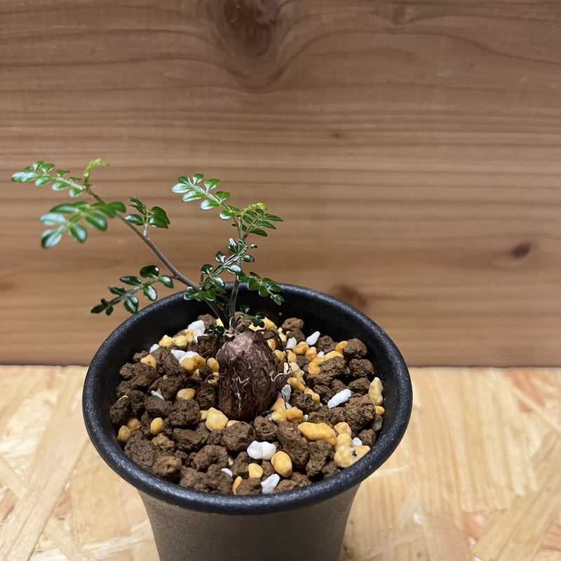 オペルクリカリア デカリー | GREEN LUCK