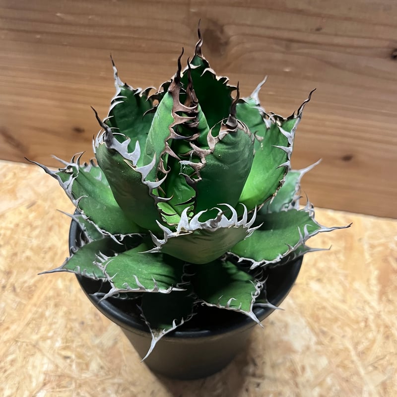 アガベ ホリダ | GREEN LUCK