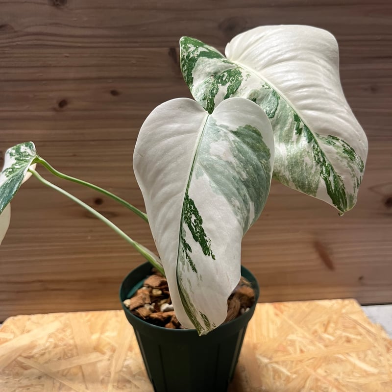 極斑入り モンステラ ボルシギアナ バリエガータ | GREEN LUCK