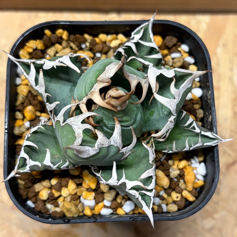 アガベ オテロイ オアハカ | GREEN LUCK