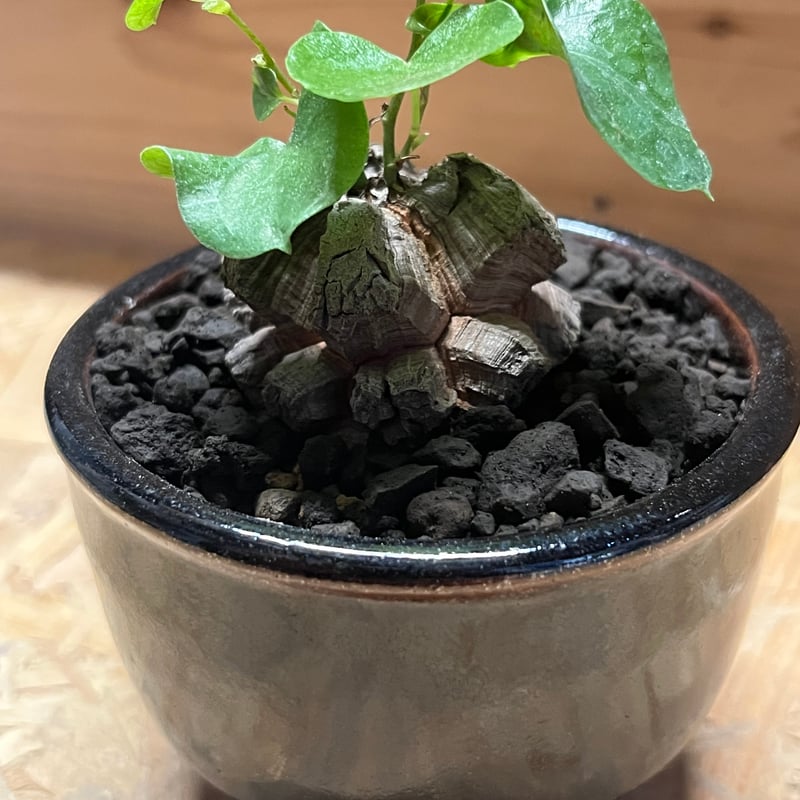 亀甲竜 ディオスコレア エレファンティペス | GREEN LUCK