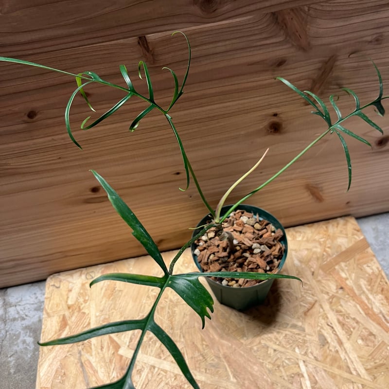 フィロデンドロン ポリポディオイデス | GREEN LUCK