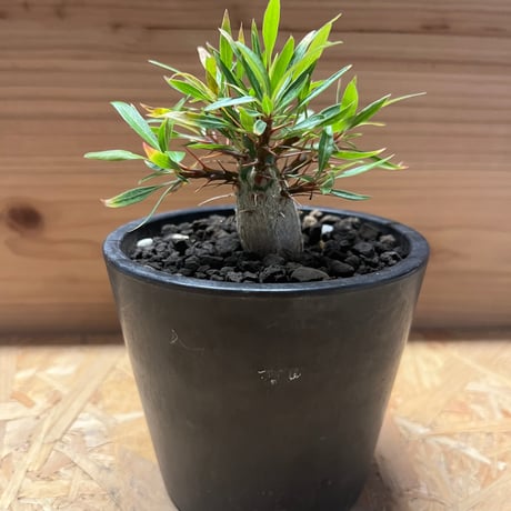 フォークイエリアプルプシー | STORES