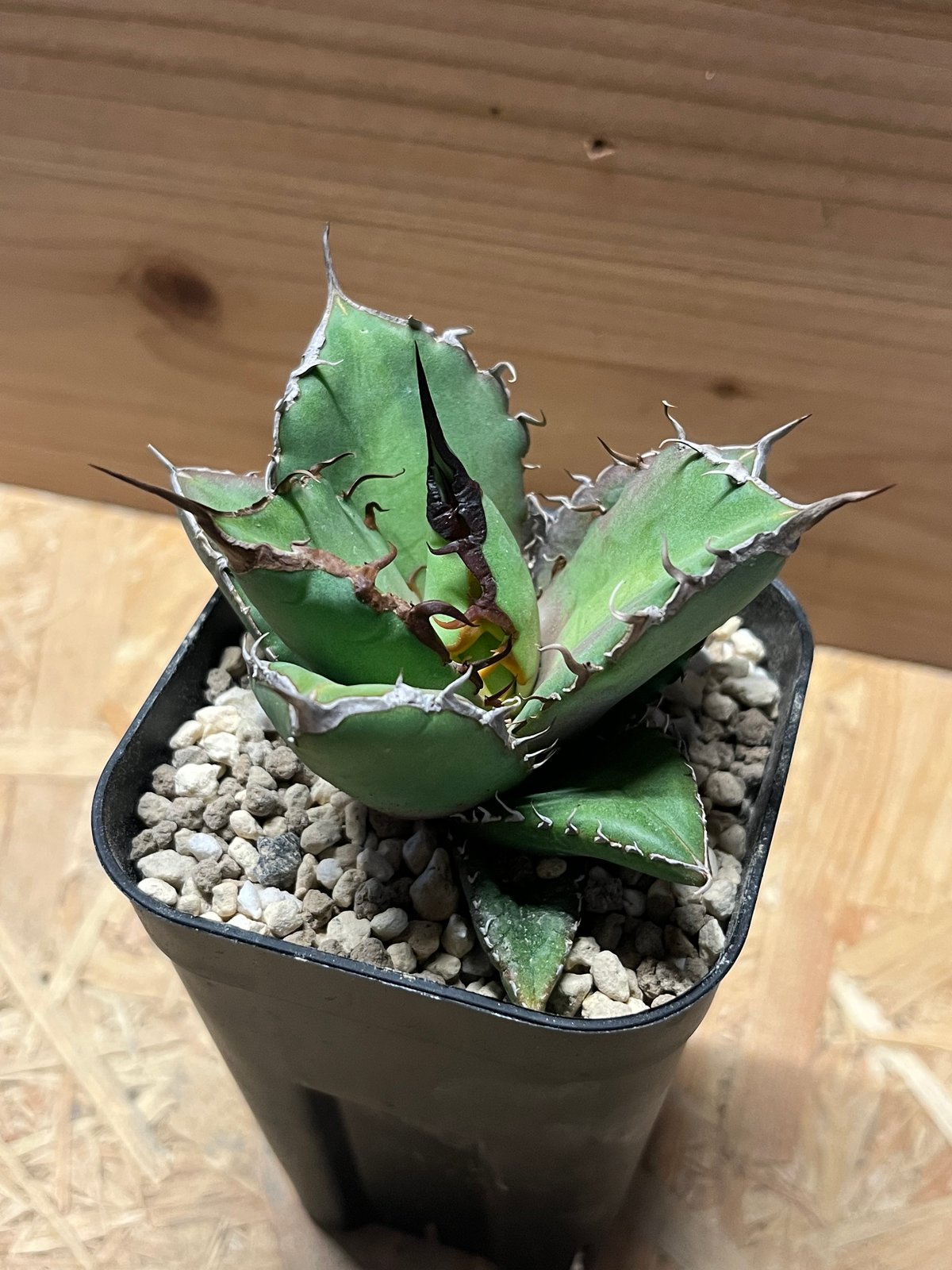 アガベ チタノタ ノーネーム | GREEN LUCK