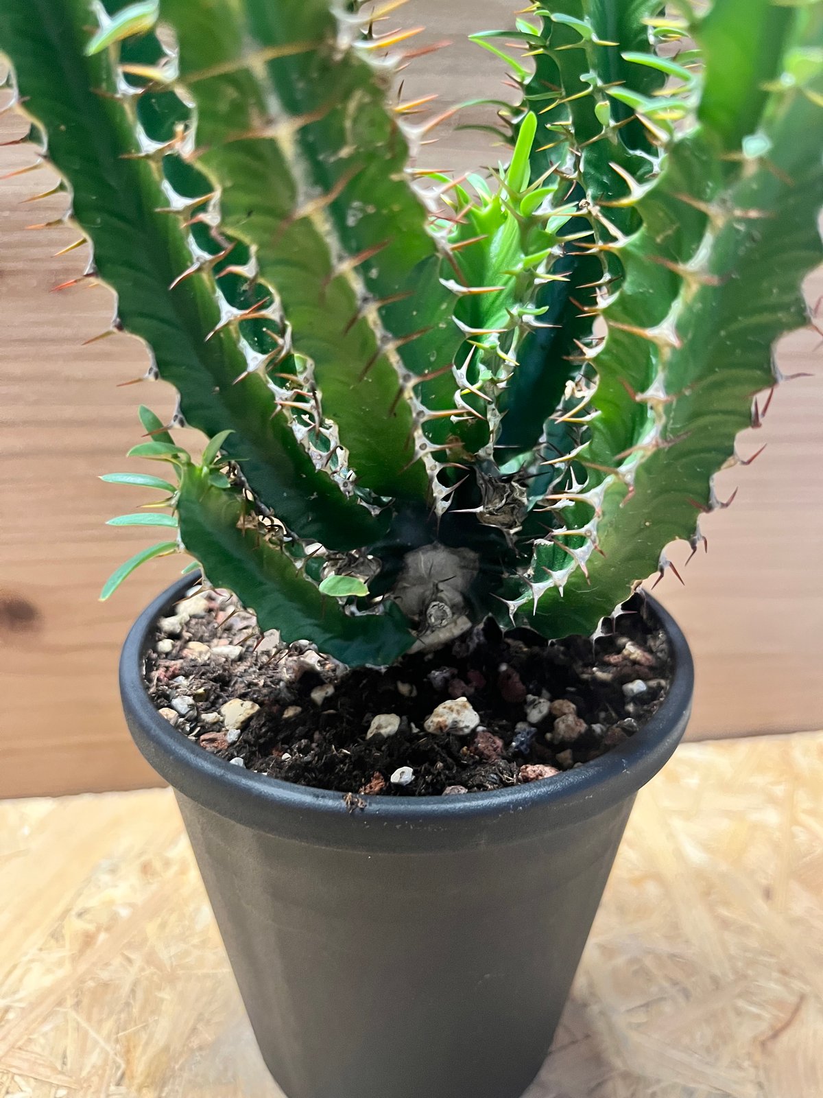 ユーフォルビア ムランジーナ | GREEN LUCK