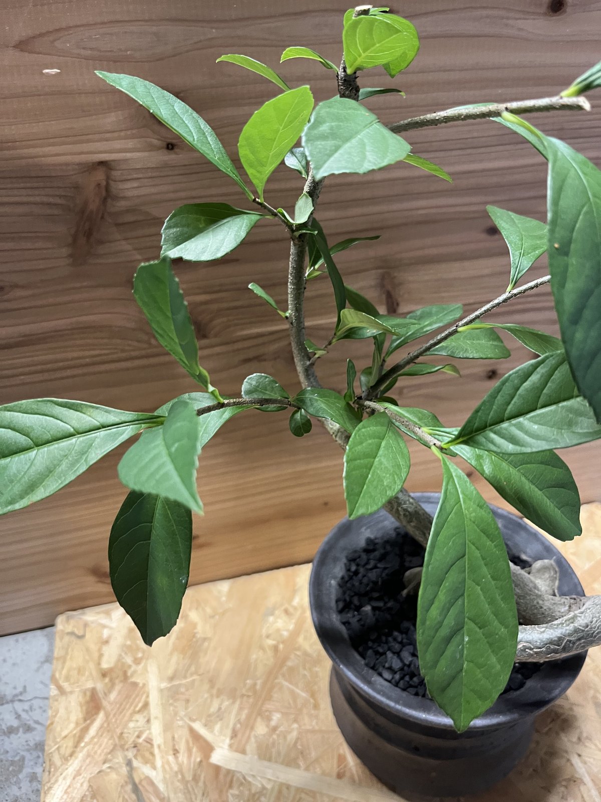 アダンソニア ディギタータ バオバブ×土京鉢 | GREEN LUCK