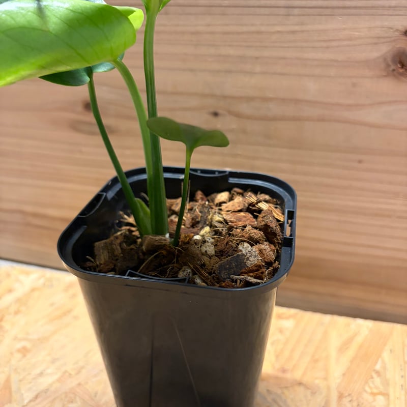 モンステラ デリシオーサ 'バルバソー' | GREEN LUCK