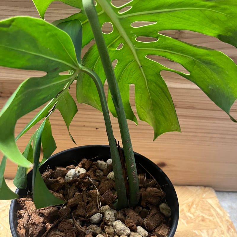モンステラ デリシオーサ マクロコズム | GREEN LUCK