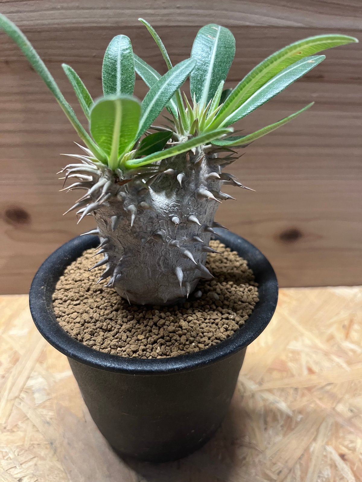 パキポディウム エブレネウム | GREEN LUCK