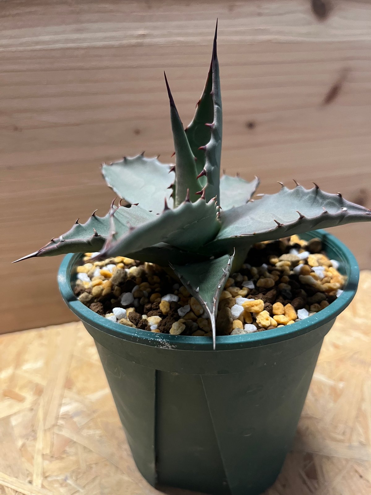 アガベ パリー ネオメキシカーナ | GREEN LUCK