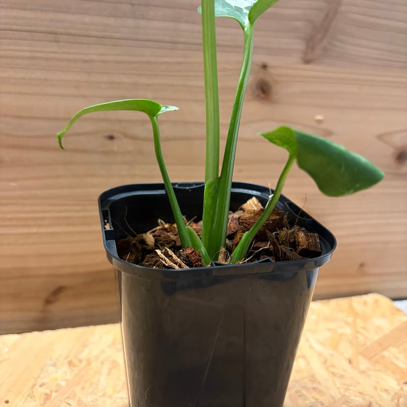 モンステラ デリシオーサ 'バルバソー' | GREEN LUCK