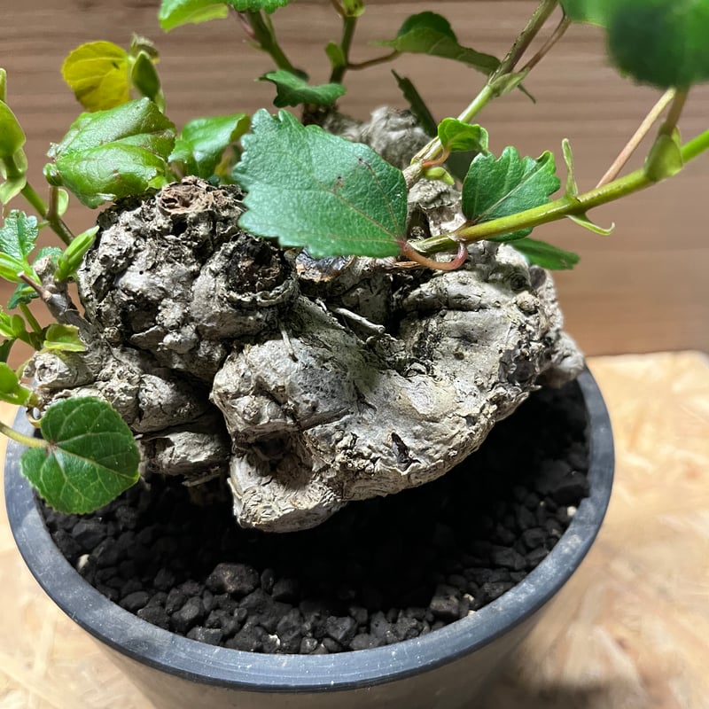 オオハマボウ （ユウナ） | GREEN LUCK