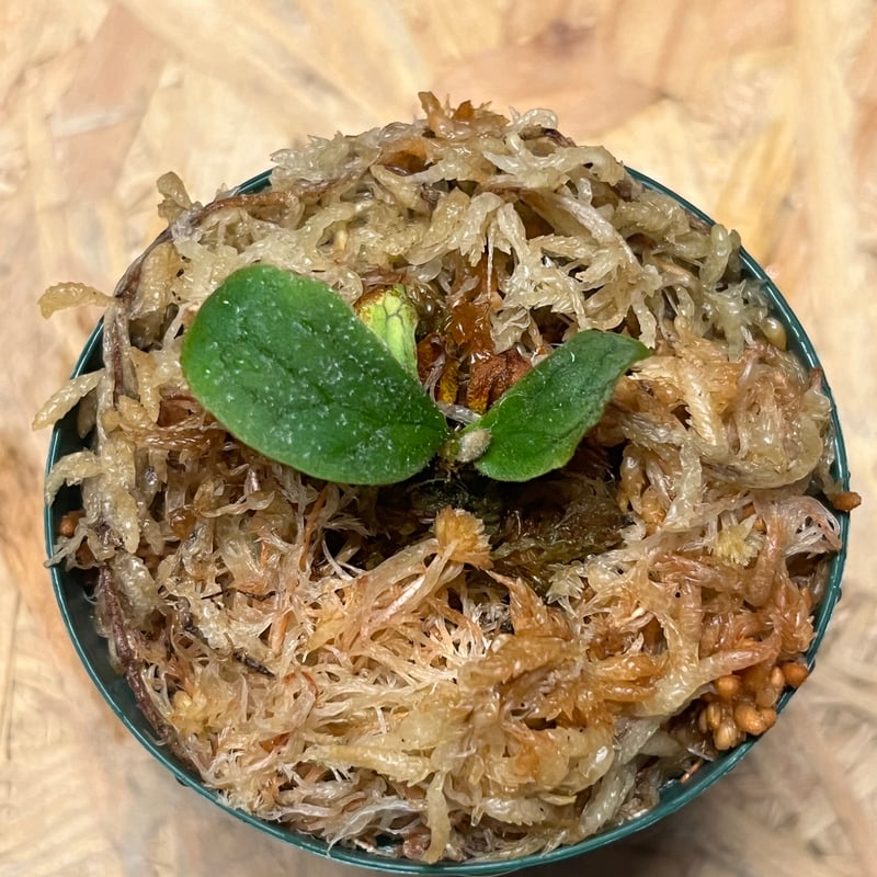 ビカクシダ フィッシュボーン | GREEN LUCK