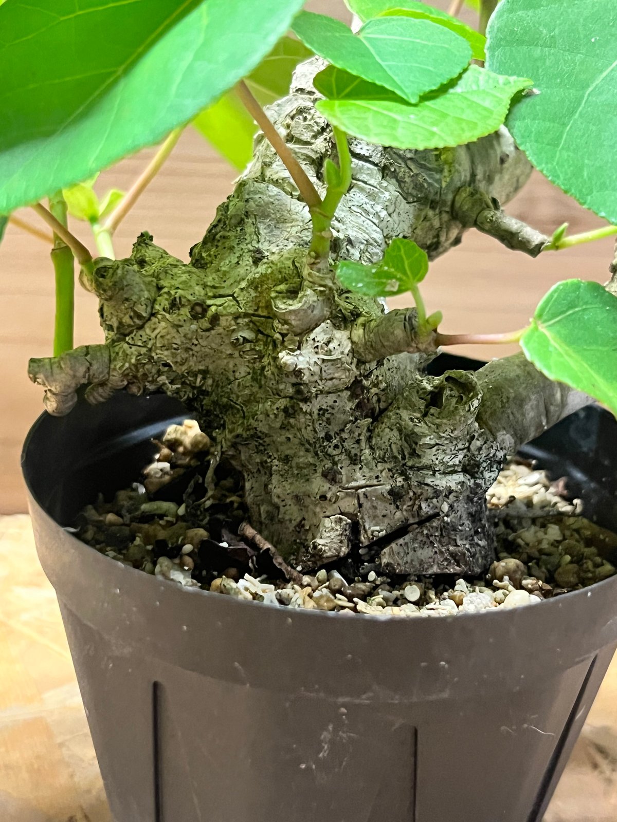 オオハマボウ （ユウナ） | GREEN LUCK