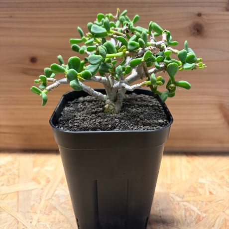 ケラリアピグマエア ケラリアピグマエア | STORES