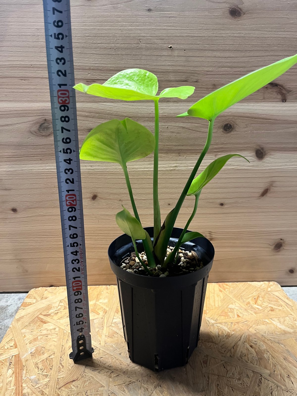 モンステラ デリシオーサ ゴールドリーフ | GREEN LUCK