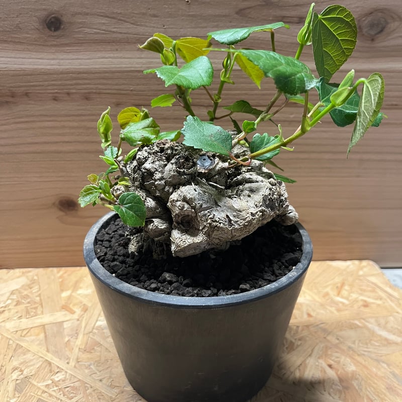 オオハマボウ （ユウナ） | GREEN LUCK