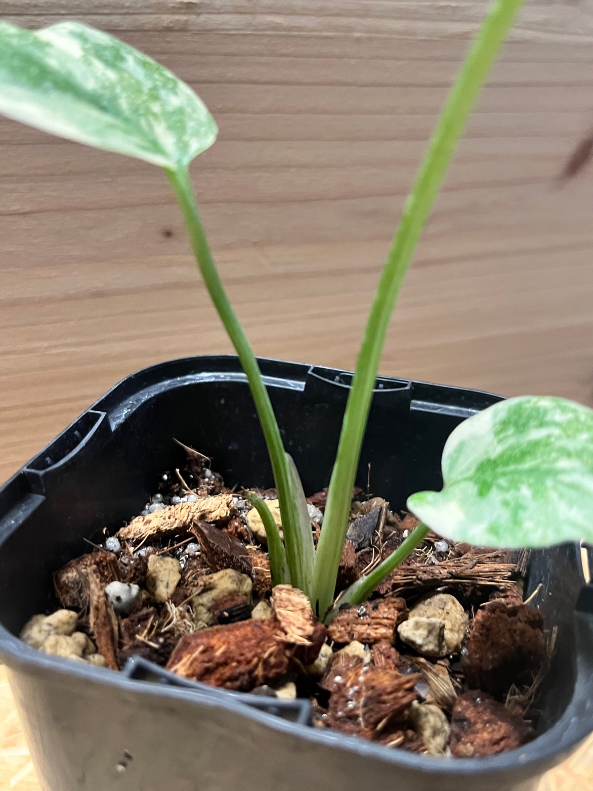 モンステラ デリシオーサ グリーンスノー | GREEN LUCK