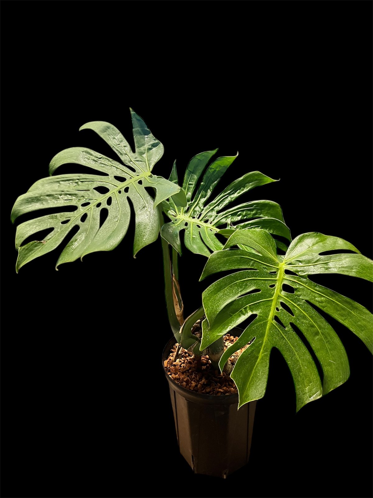 モンステラ デリシオーサ マクロコズム | GREEN LUCK