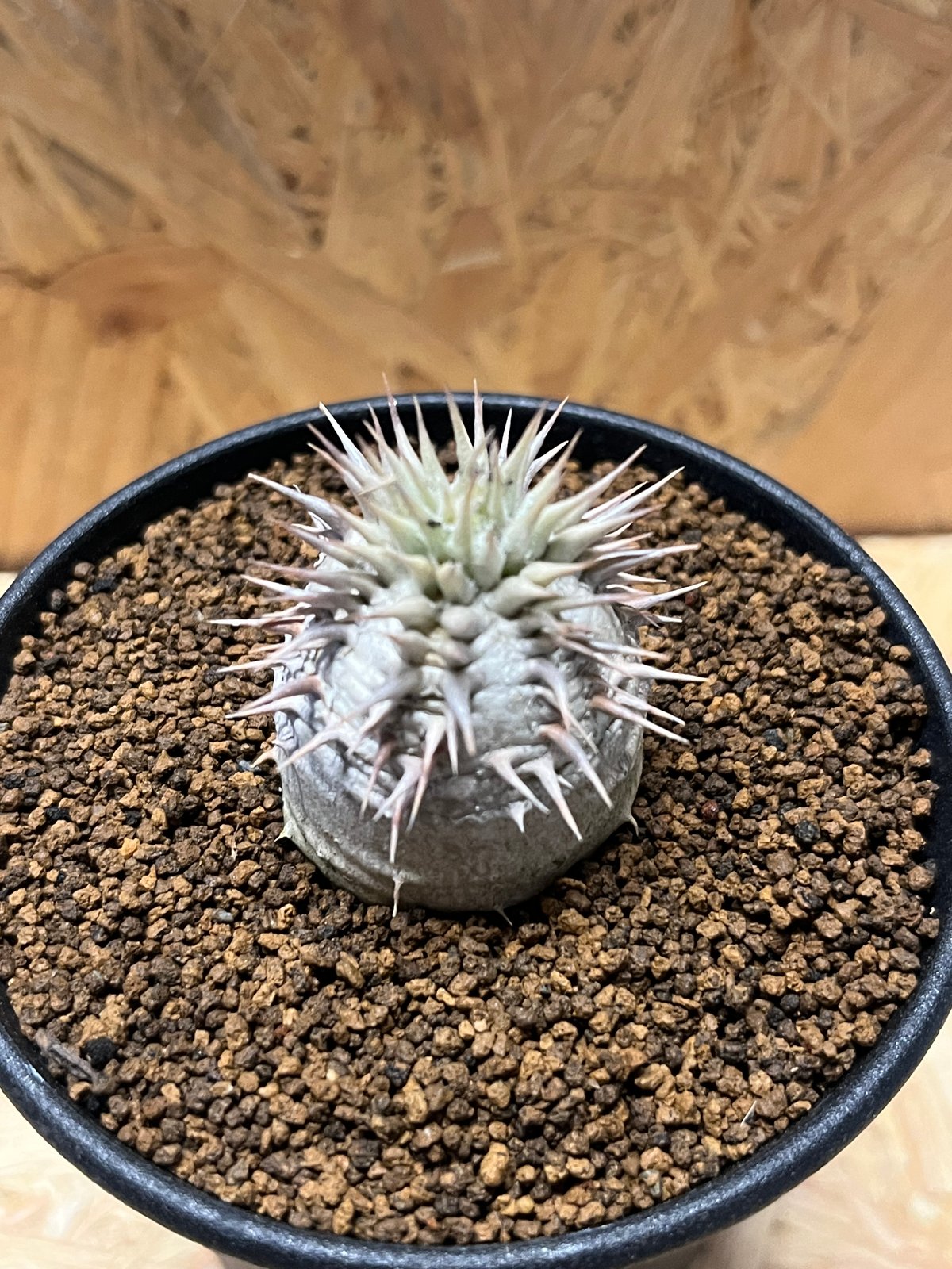 パキポディウム デンシカウレ 恵比寿大黒 | GREEN LUCK