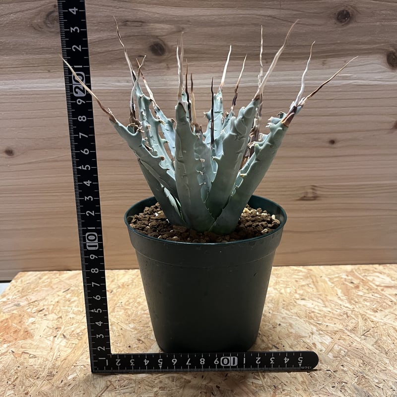 アガベ ユタエンシス エボリスピナ 陽炎 | GREEN LUCK