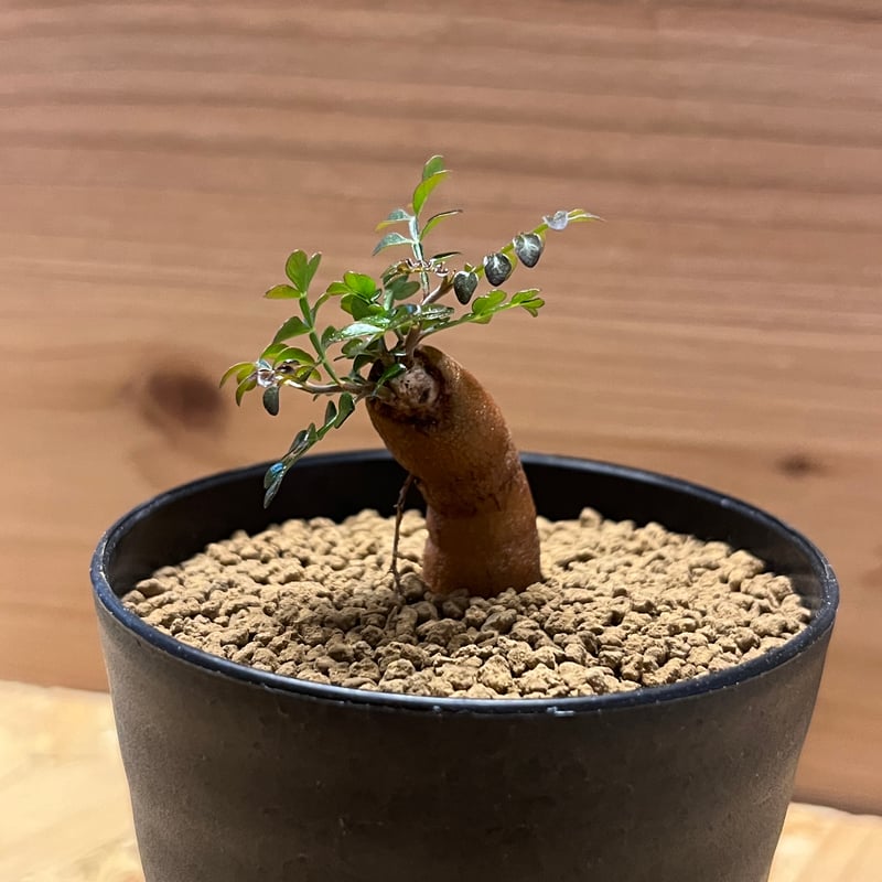 オペルクリカリア パキプス 根差し | GREEN LUCK