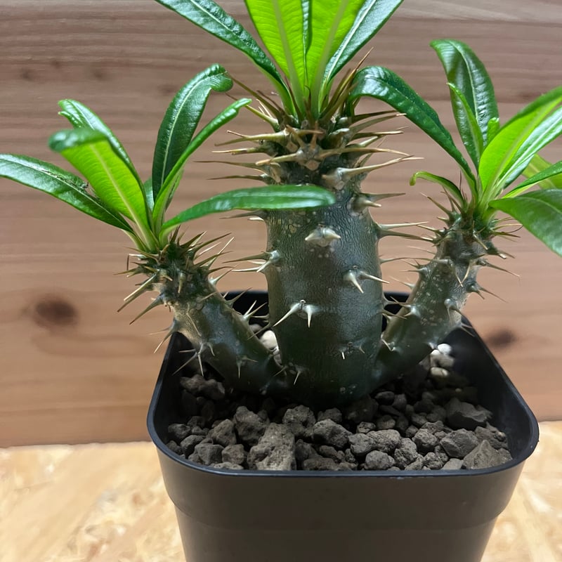 パキポディウム アンボンゲンセ 3頭 | GREEN LUCK