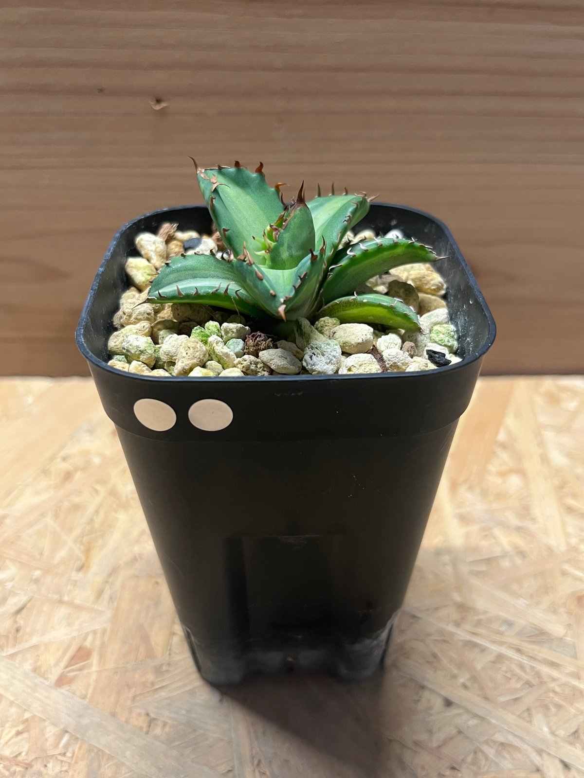 H*e様 アガベ チタノタ 姫厳竜 斑入り 白覆輪斑 子株付き 08 発根済