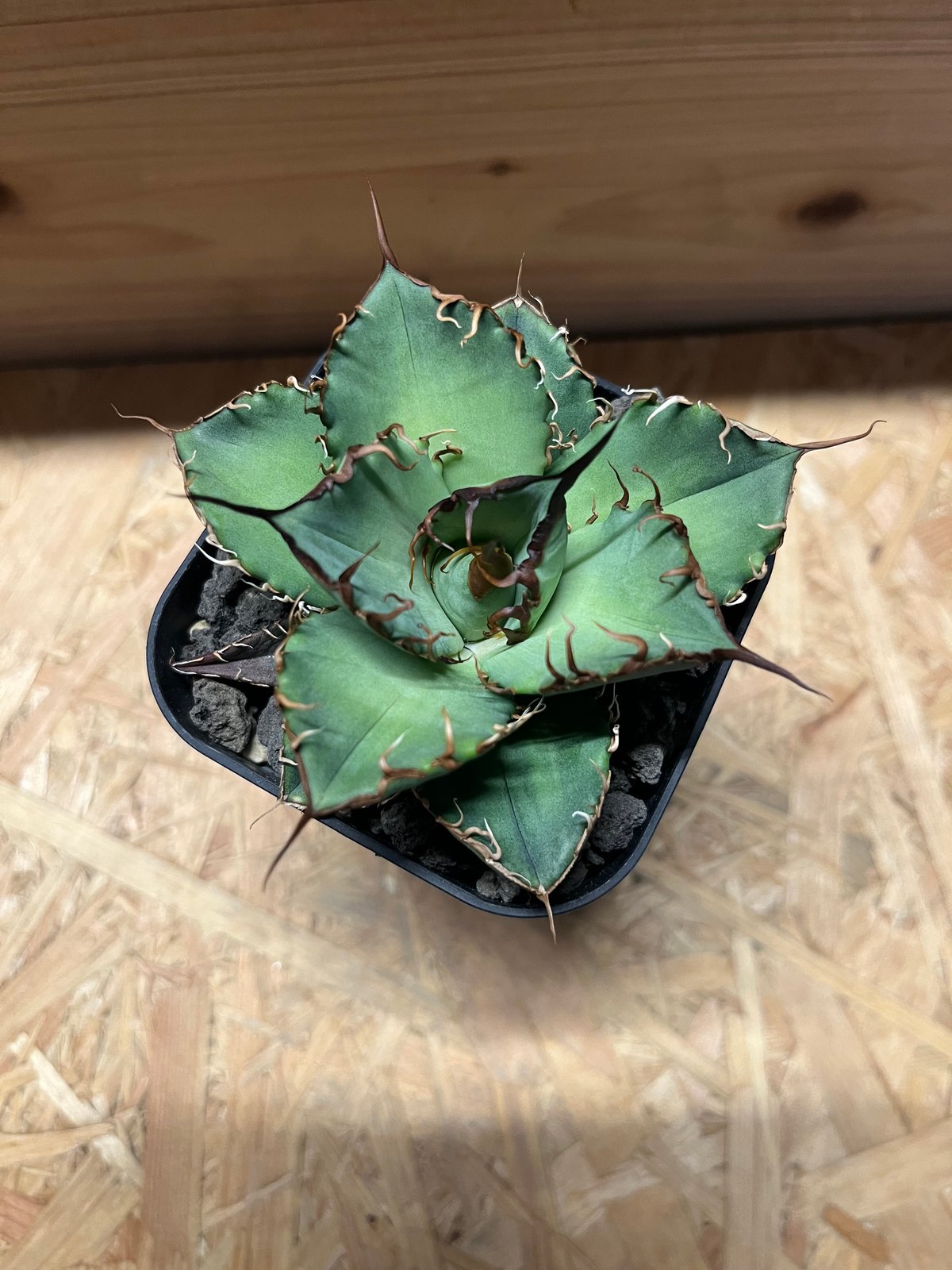 アガベ チタノタ オアハカ | GREEN LUCK