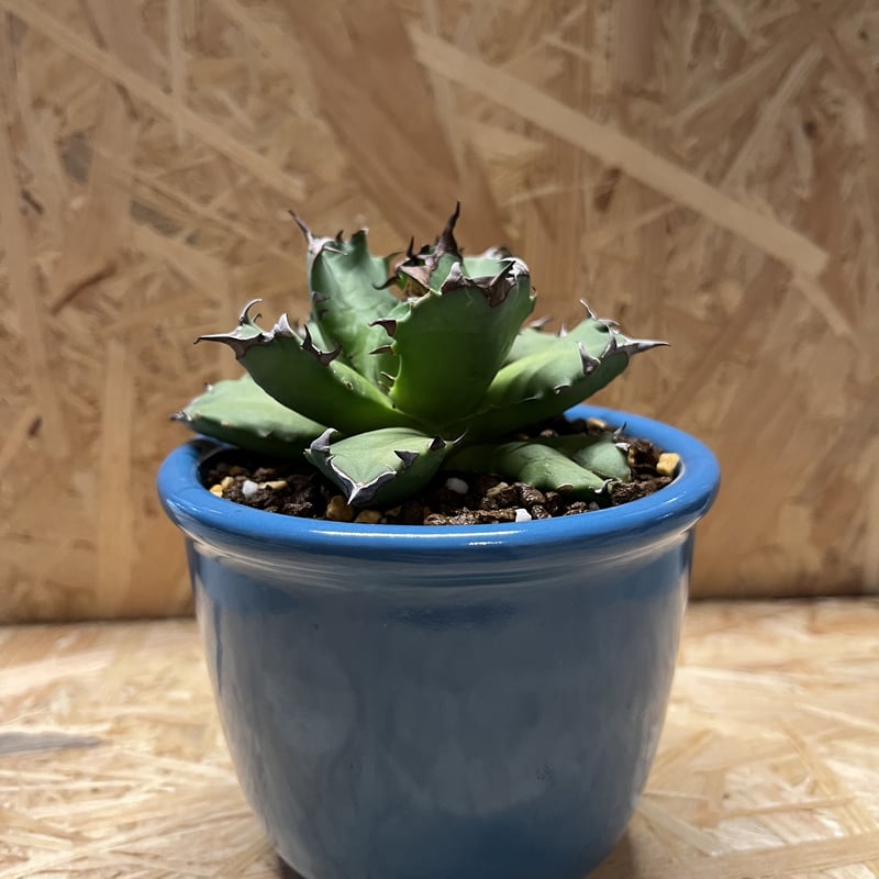 アガベ チタノタ 農大×伝市鉢 | GREEN LUCK