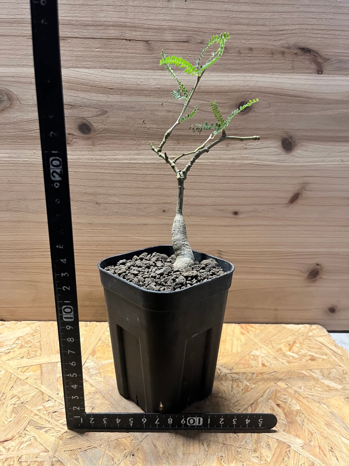 オペルクリカリア ヒファエノイデス | GREEN LUCK