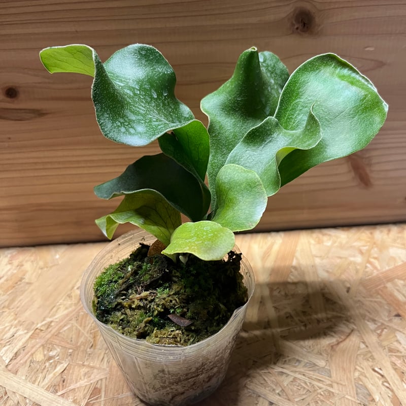 ビカクシダ ヒリー ドラゴン | GREEN LUCK