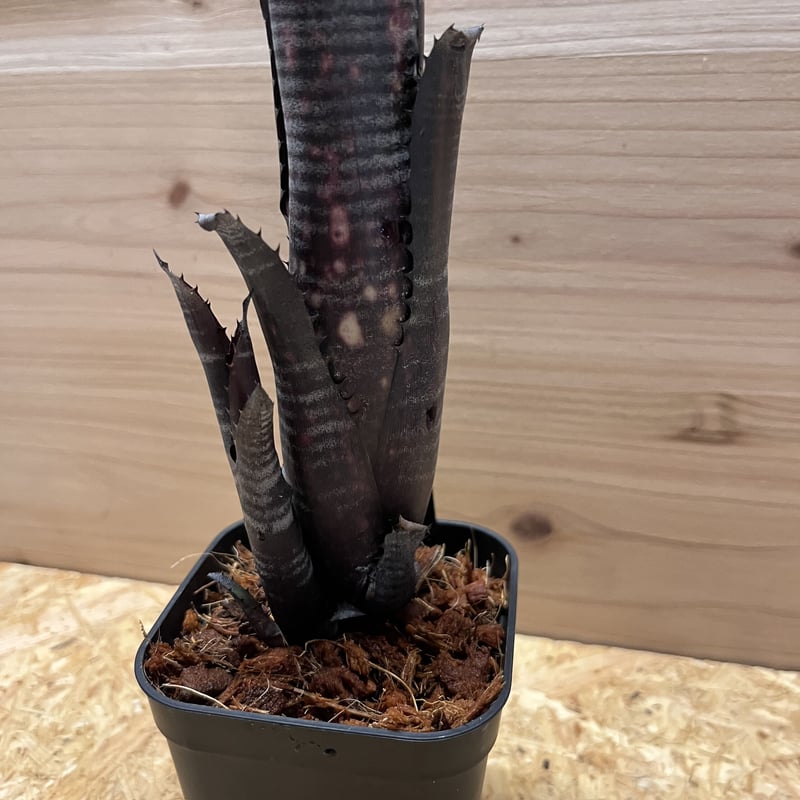 ビルベルギア ダースベイダー | GREEN LUCK