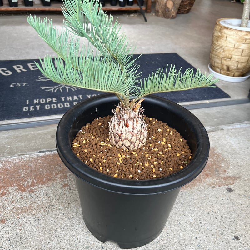 サイカス カイルンシアナ | GREEN LUCK