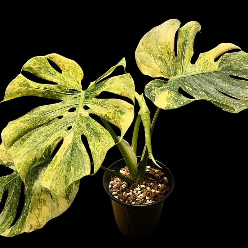 モンステラ デリシオーサ 'レガシー' | GREEN LUCK