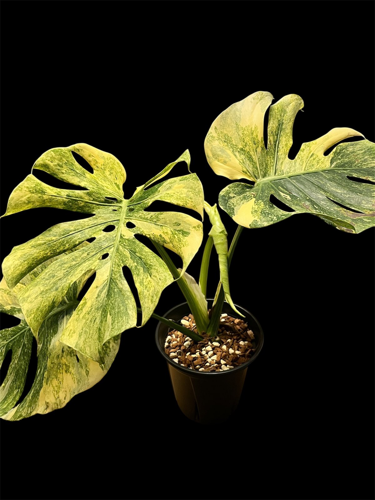 モンステラ デリシオーサ 'レガシー' | GREEN LUCK