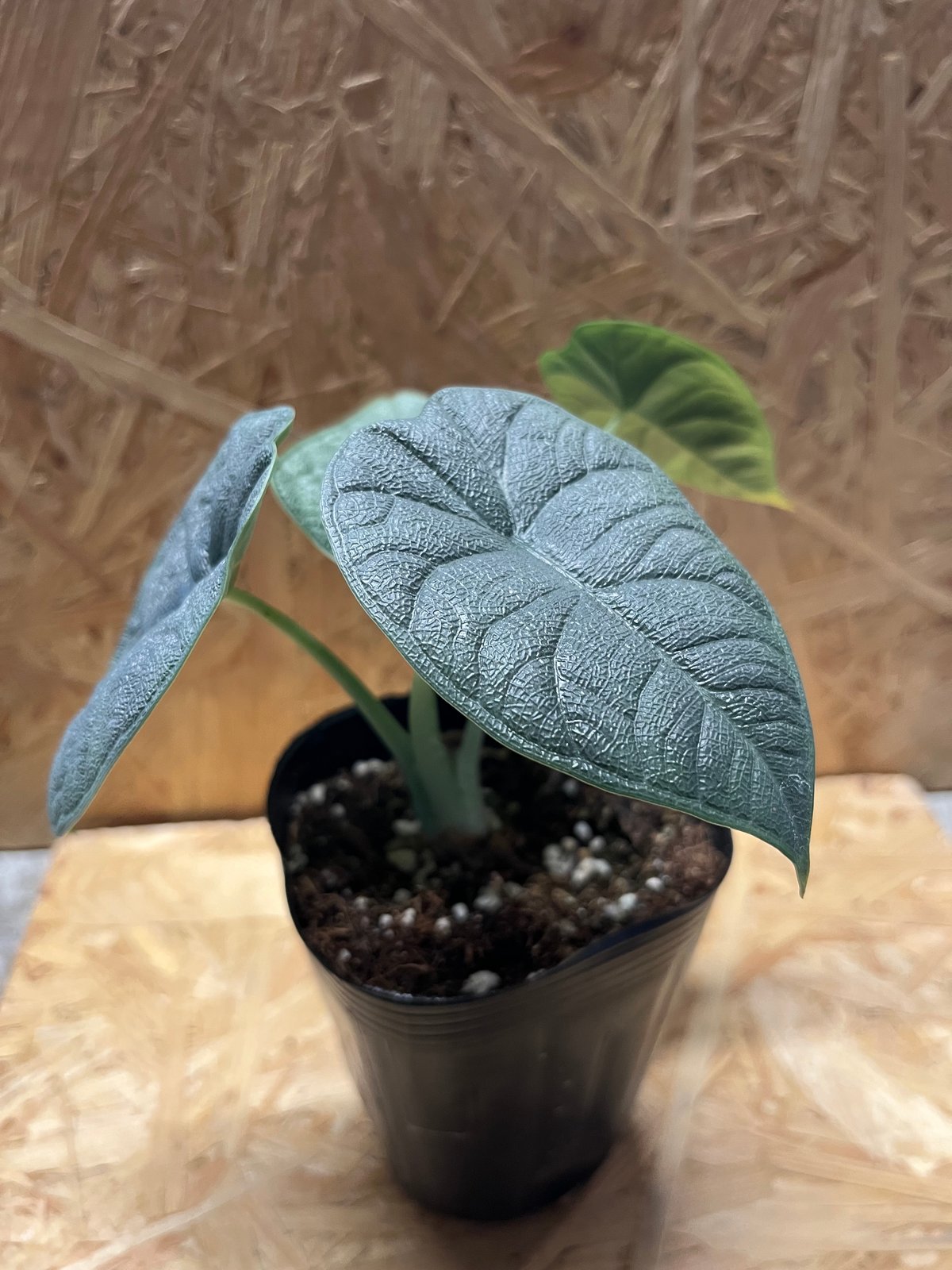 アロカシア メロ | GREEN LUCK