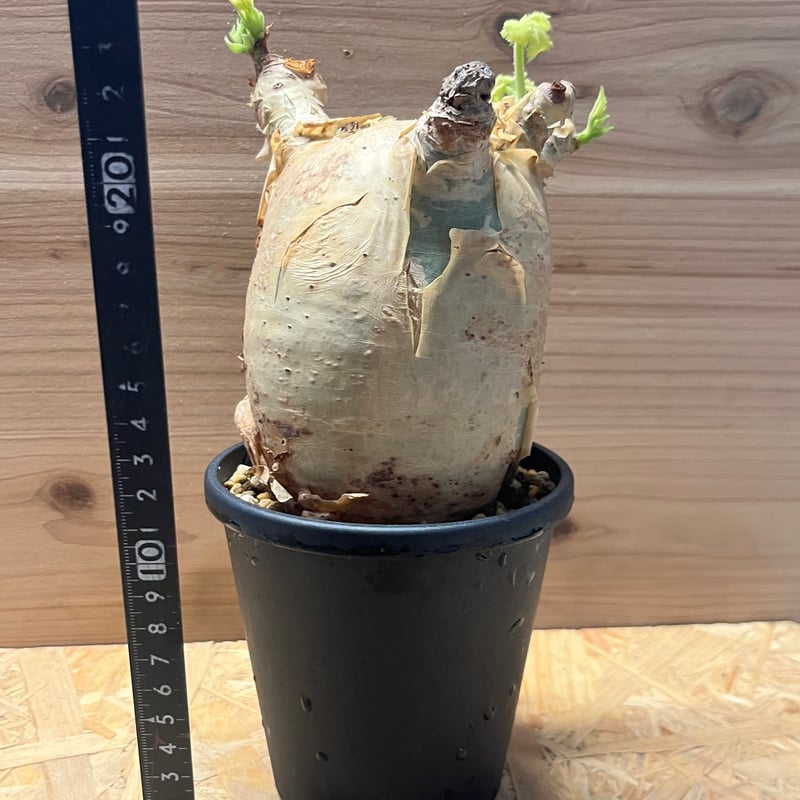 キフォステンマ マクロプス | GREEN LUCK