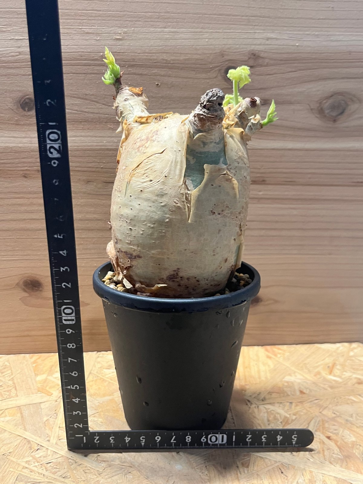 キフォステンマ マクロプス | GREEN LUCK