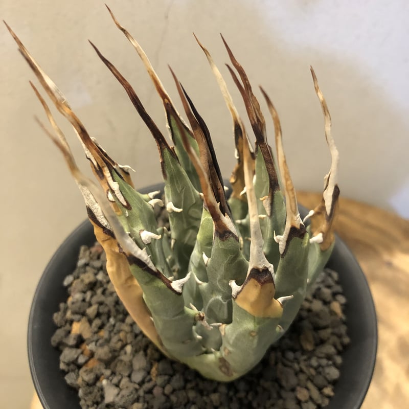 アガベ ユタエンシス エボリスピナ 陽炎 | GREEN LUCK