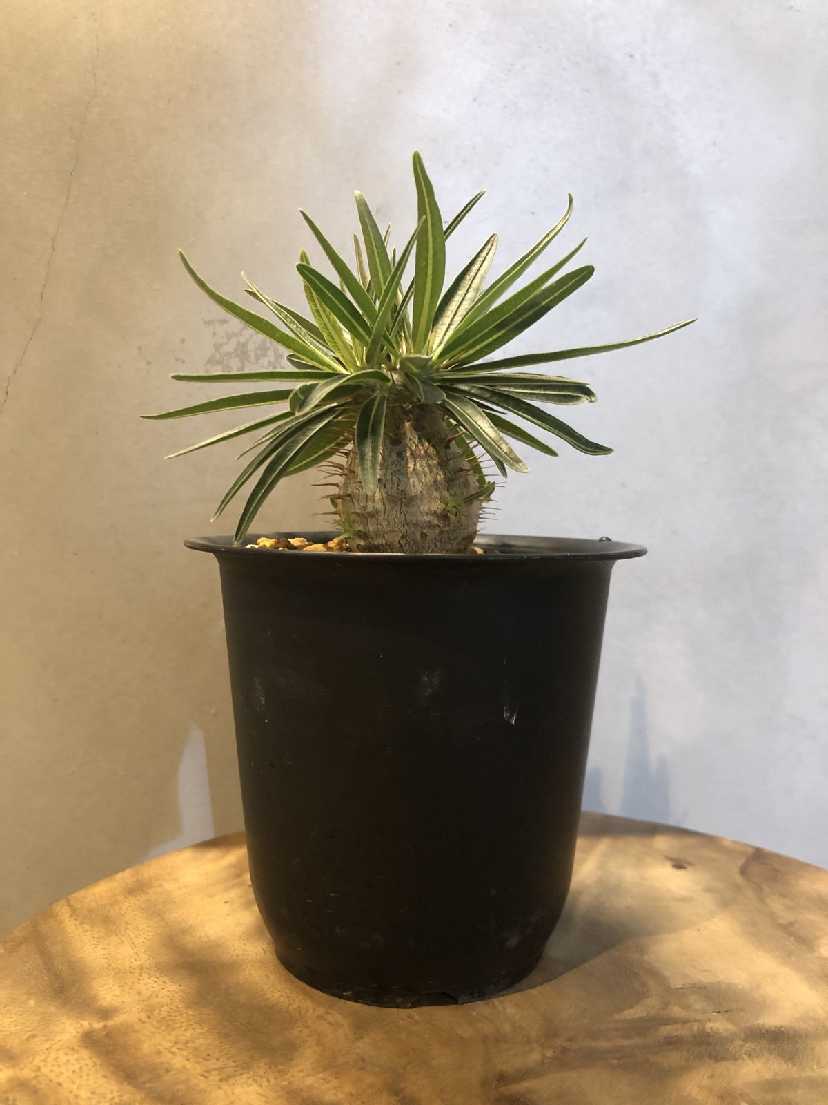 パキポディウム グラキリス 実生 | GREEN LUCK