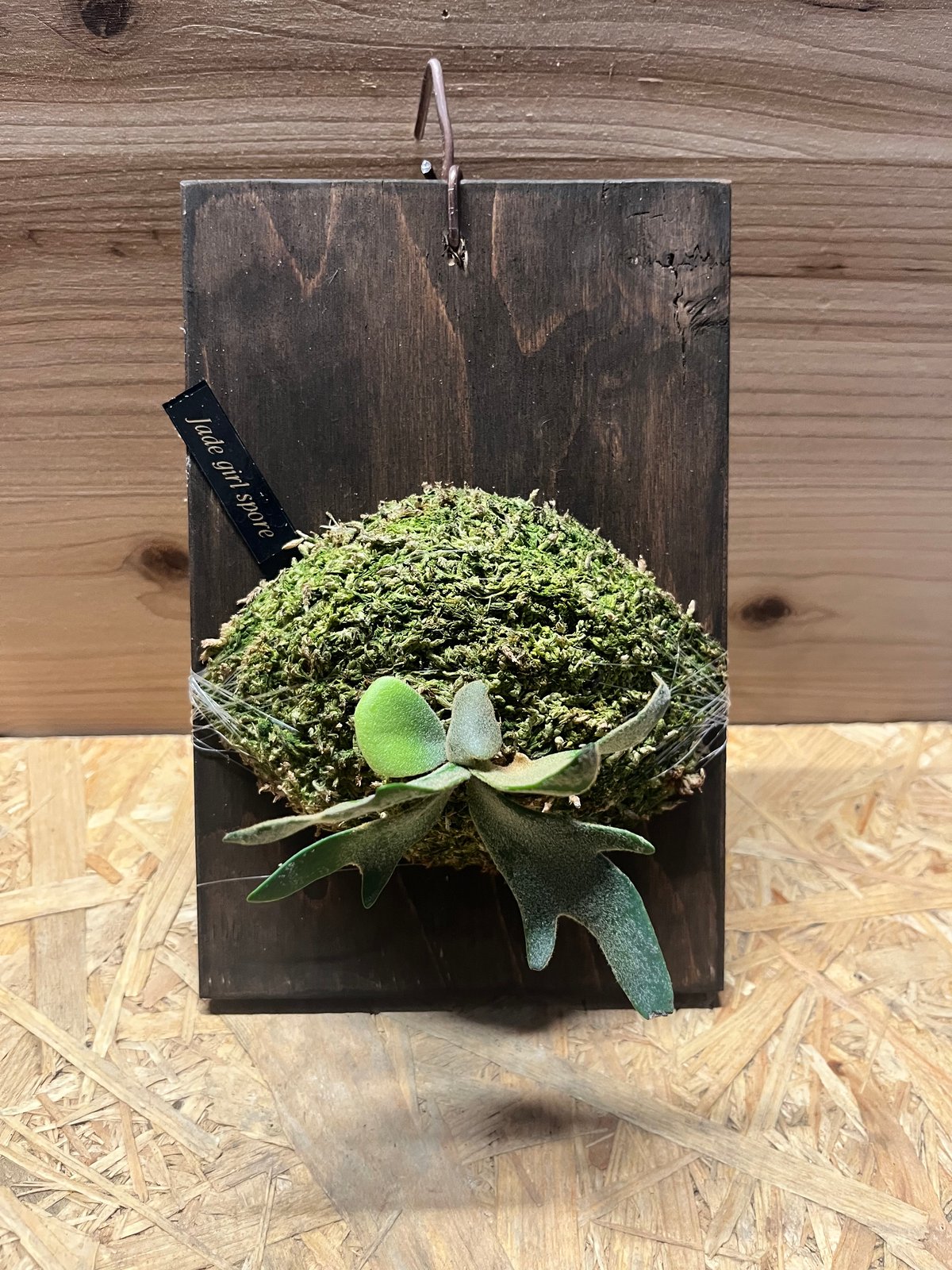 ビカクシダ ジェイドガール スポア | GREEN LUCK