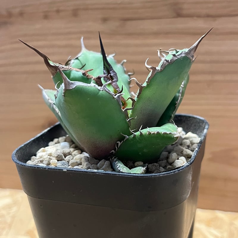 アガベ チタノタ ノーネーム | GREEN LUCK